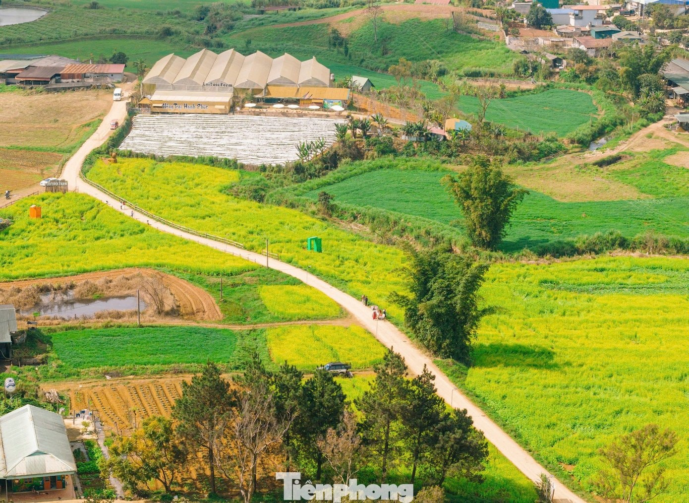 Sắc vàng của hoa cải nổi bật giữa núi rừng Mộc Châu trong sương sớm.