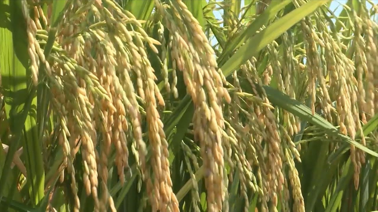 Giá lúa gạo ngày 19/1: Thị trường trong nước đi ngang xuất khẩu giữ mức ổn định