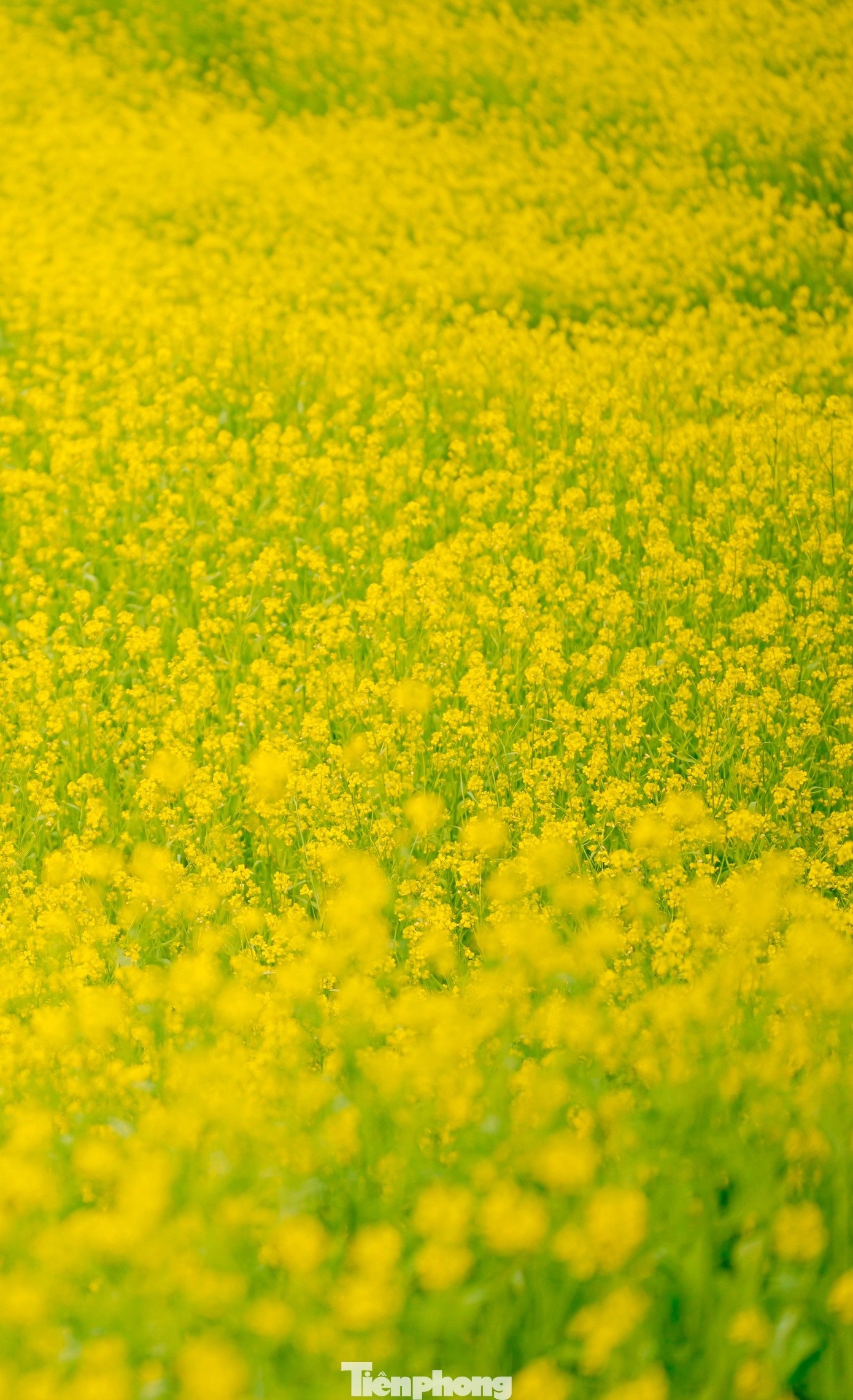 Các chủ vườn tại Mộc Châu đầu tư thêm tiểu cảnh để phục vụ du khách.