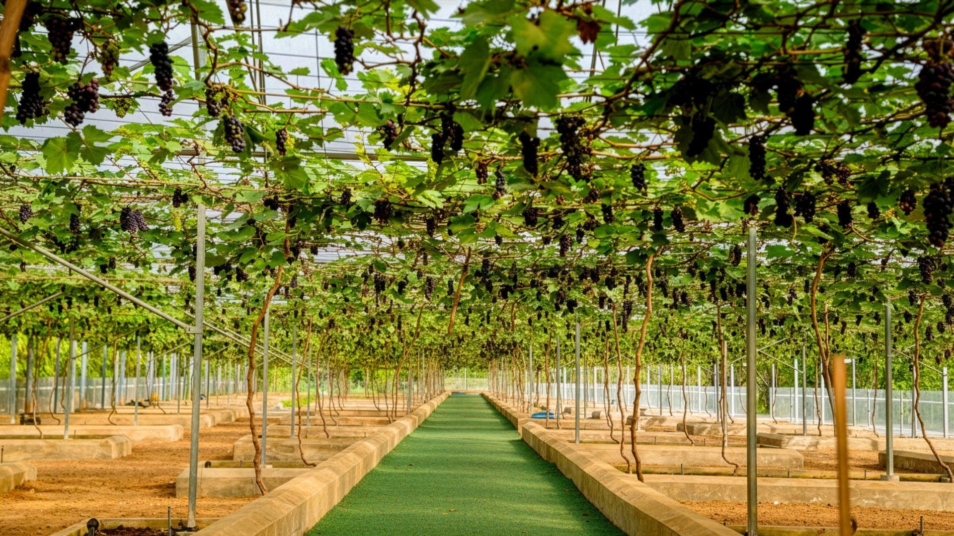 Vườn nho trĩu quả đang đến mùa thu hoạch