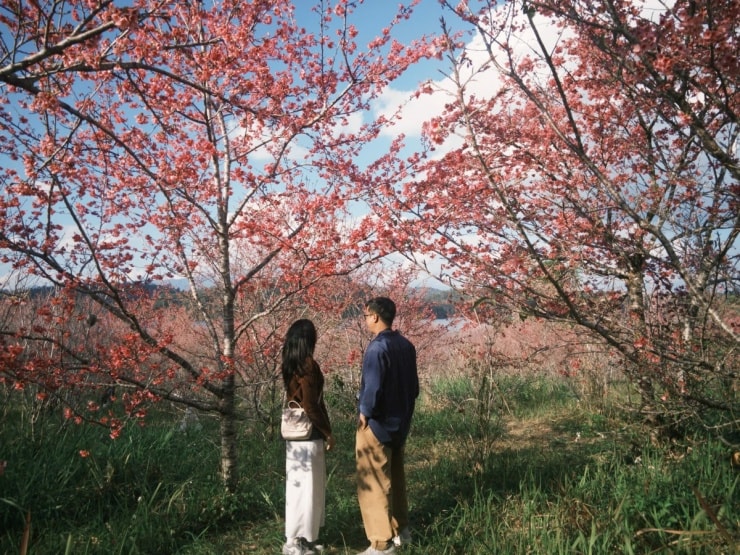 Khí hậu mát mẻ ở độ cao trên 1.000 m giúp hoa anh đào phát triển tốt