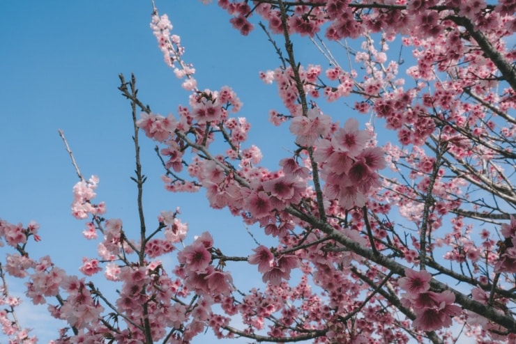 Hàng nghìn cây hoa anh đào đồng loạt nở rộ vào mùa xuân trên đảo