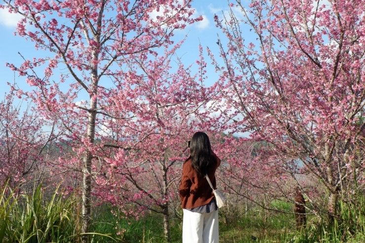 Hoa anh đào nở rộ tạo nên không gian tách biệt giữa rừng núi Tây Bắc