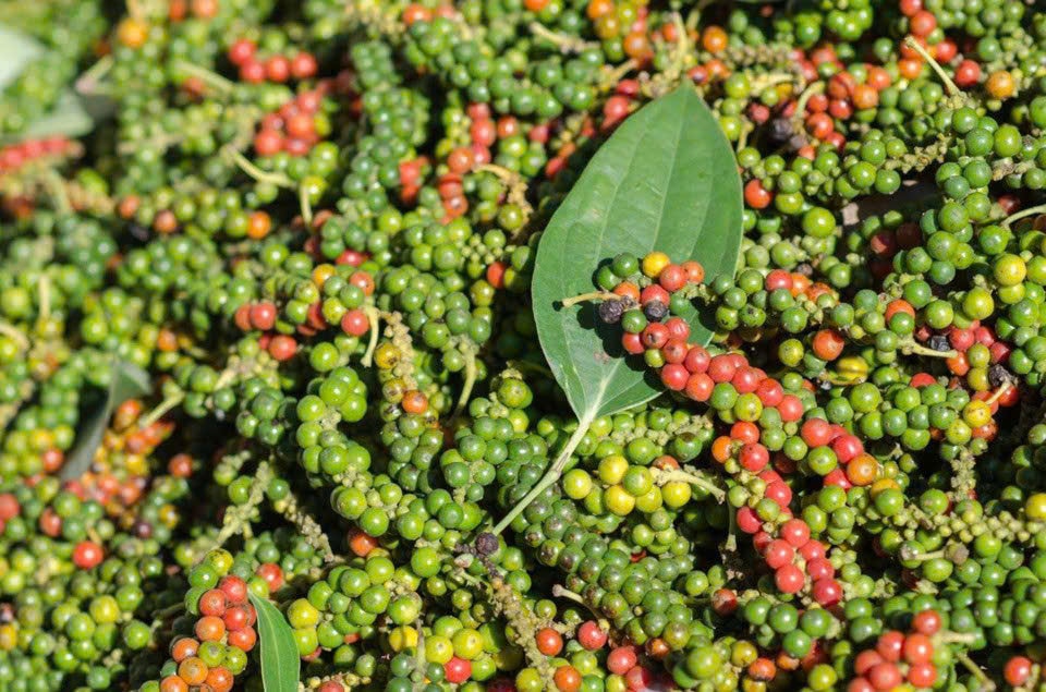 Giá tiêu hôm nay 21/1: Thị trường đi ngang ở mức 148.500 đồng/kg