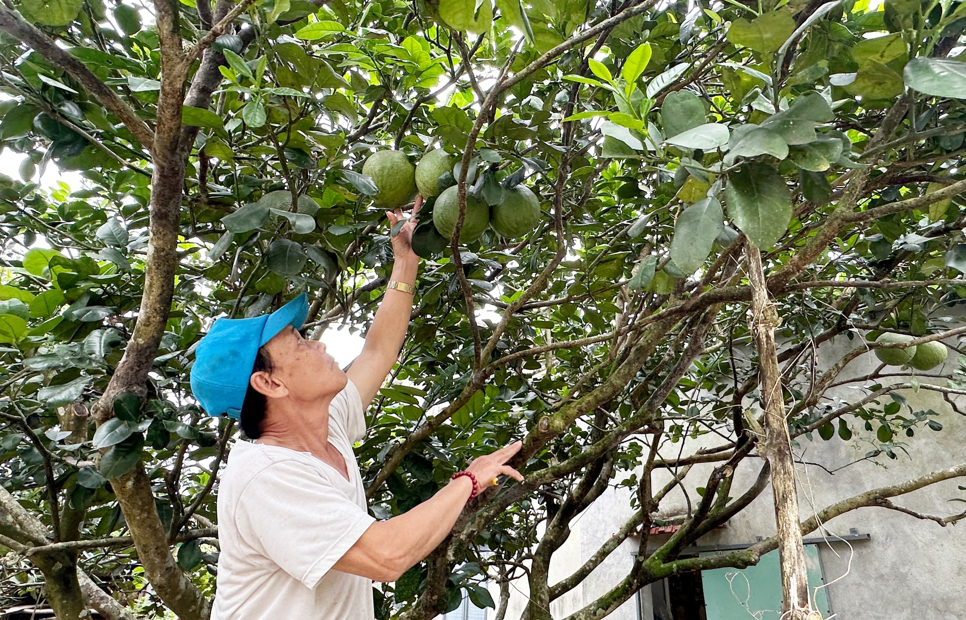 Ông Lưu Đức Nghĩa, thôn Bình Yên, xã Quế Phước chăm sóc các trái bưởi chuẩn bị phục vụ thị trường Tết Nguyên đán
