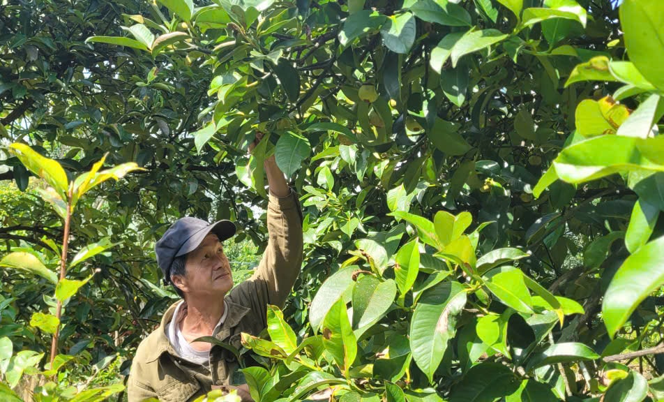 Vườn măng cụt của ông Ngô Văn Trinh, thôn Trà Lai, xã Tiên Phước cũng kịp vụ Tết Nguyên đán năm nay