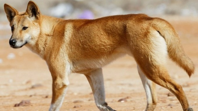 Một con chó dingo hoang dã trên bãi biển Australia