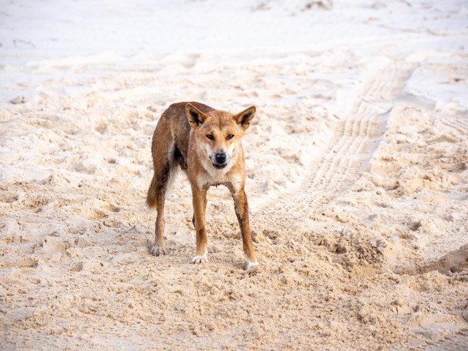 Một con chó dingo trên bãi biển đảo K'gari, Australia