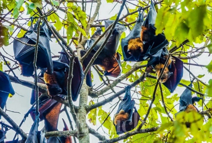 Virus Nipah là bệnh truyền nhiễm nguy hiểm, có nguồn gốc từ động vật hoang dã, chủ yếu là dơi ăn quả, với tỷ lệ tử vong cao.