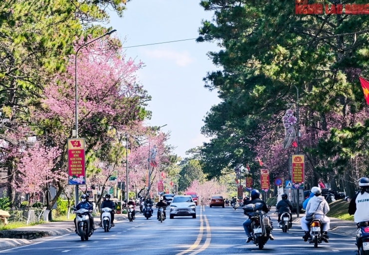 Mai anh đào bung nở rực rỡ trên các tuyến đường trung tâm Đà Lạt vào những ngày giáp Tết Bính Ngọ 2026.