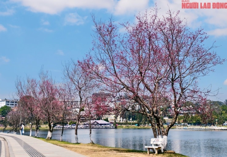 Mai anh đào nở rộ trên cung đường dẫn vào Chủng viện Minh Hòa.