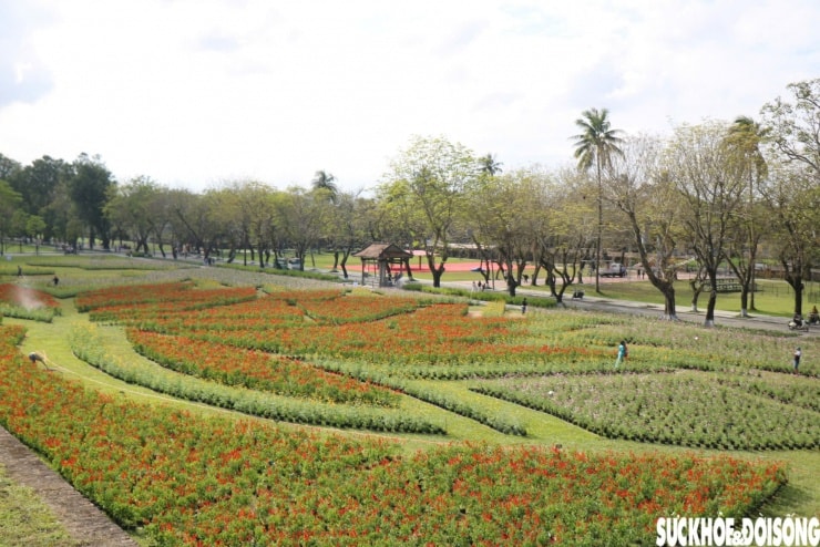 Cận cảnh cánh hoa sen kết từ chậu hoa