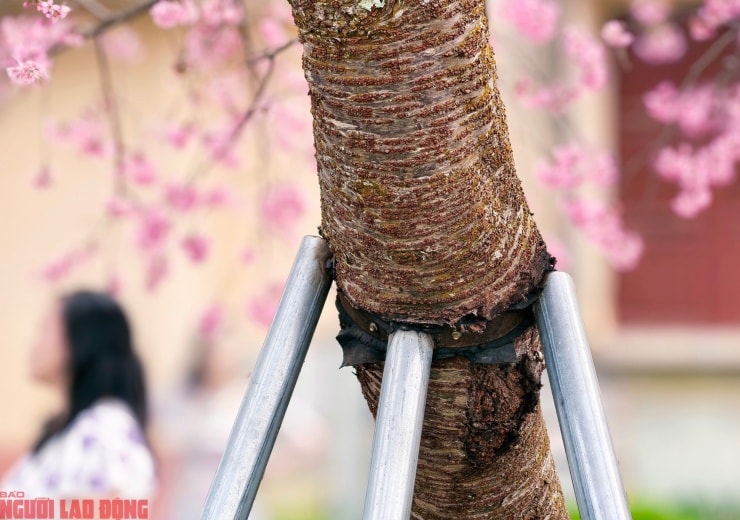 Đơn vị quản lý dùng cọc sắt chống đỡ thân cây mai anh đào có dáng nghiêng để đảm bảo an toàn.