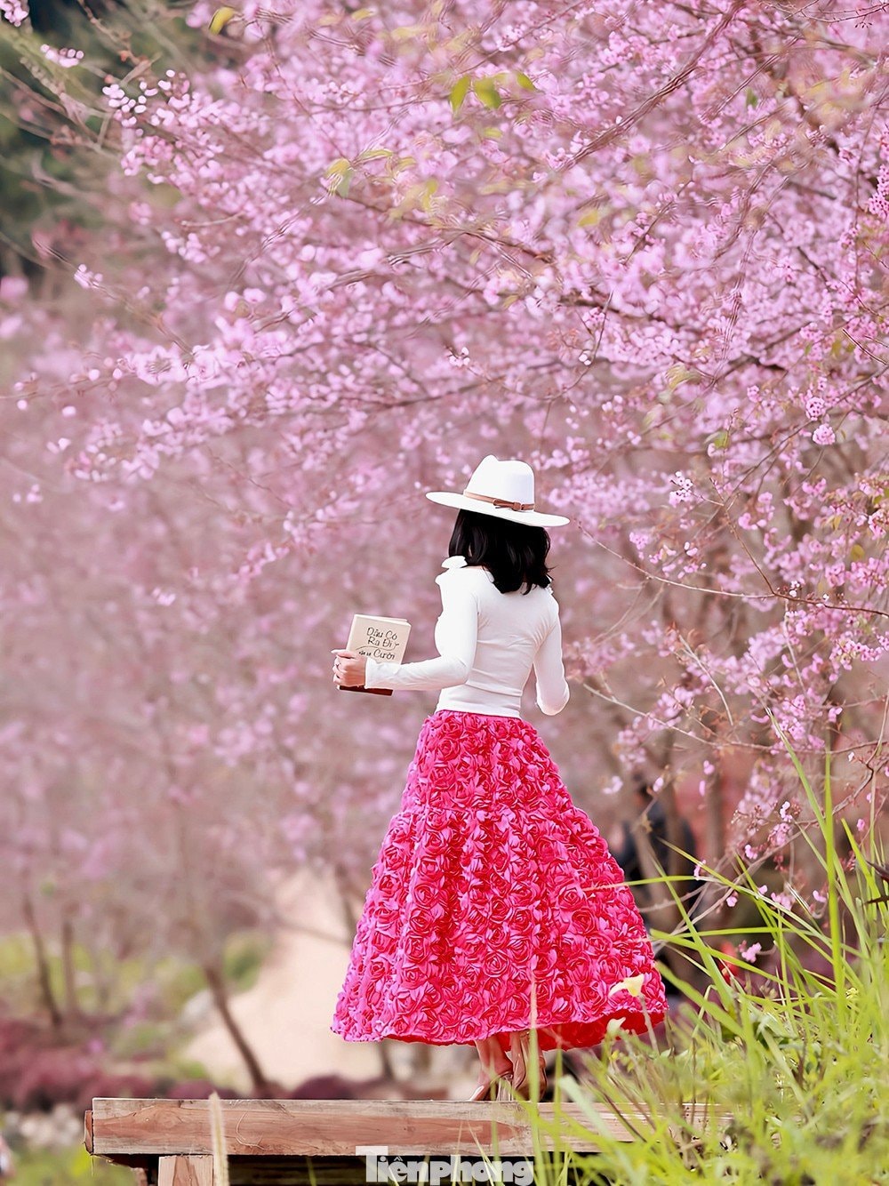 Du khách chụp ảnh cùng hoa mai anh đào trong nắng sớm