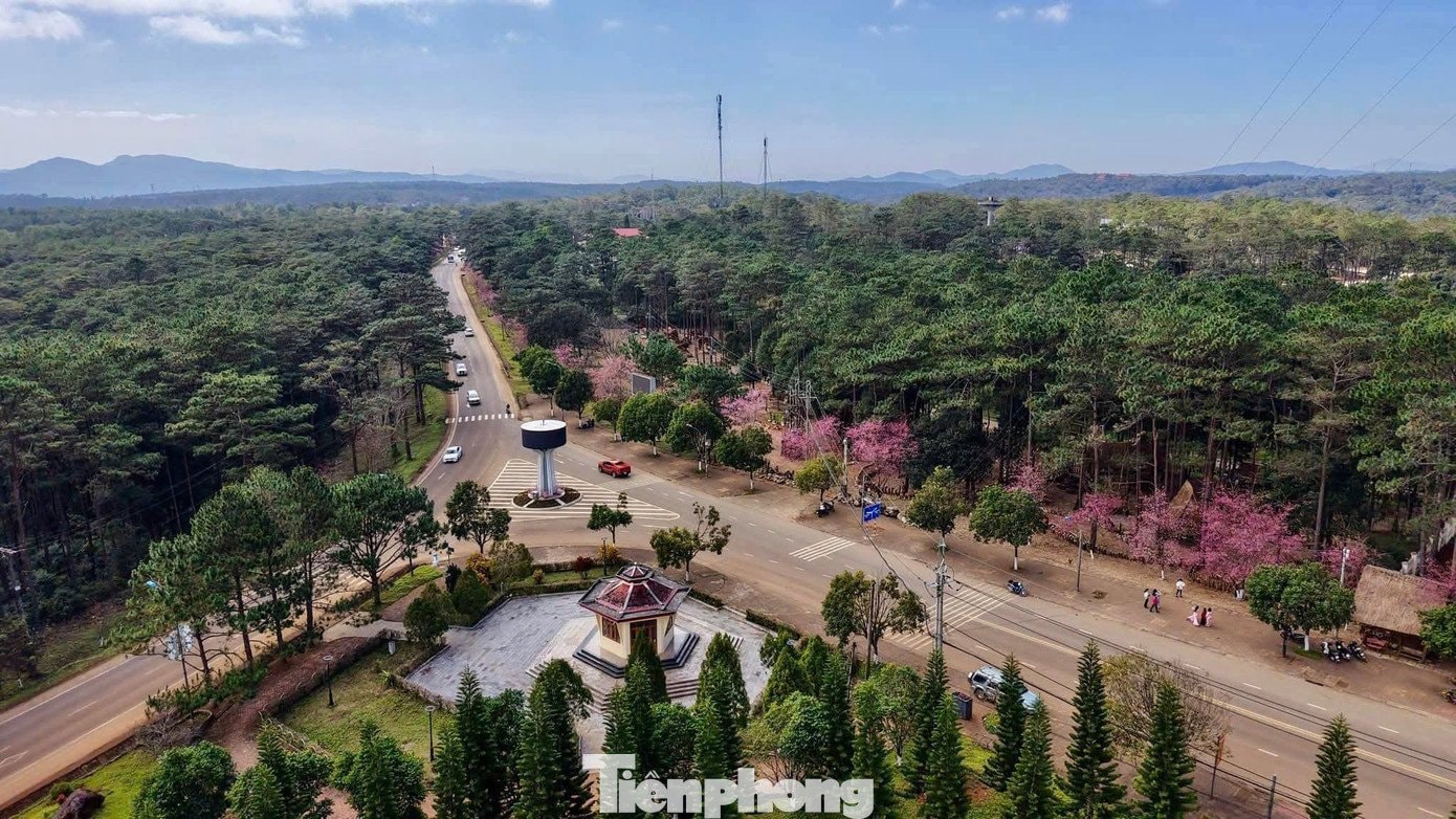 Hoa anh đào nở rộ tại Măng Đen