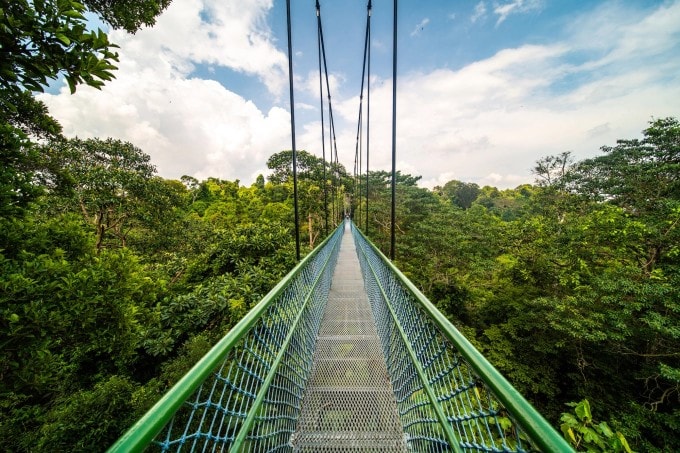 Cầu treo TreeTop Walk nằm giữa công viên MacRitchie là điểm check-in nổi tiếng.