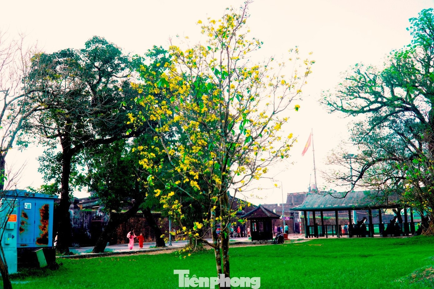 Hoàng mai rực rỡ đón xuân tại Cố đô