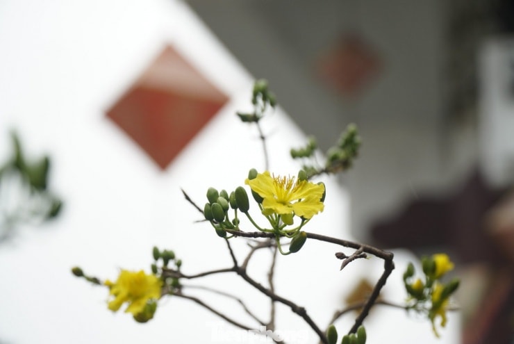 Cận cảnh vẻ đẹp thanh khiết của hoàng mai Huế