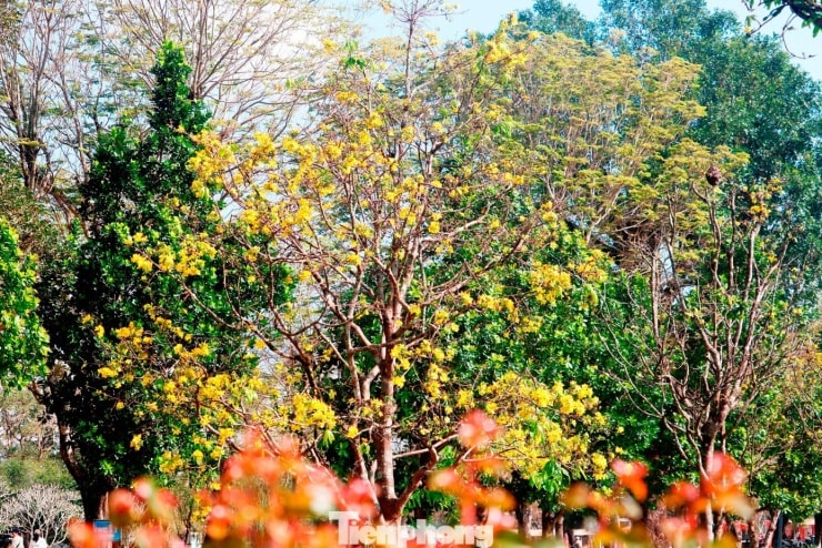 Những gốc hoàng mai cổ thụ tại Kinh thành Huế