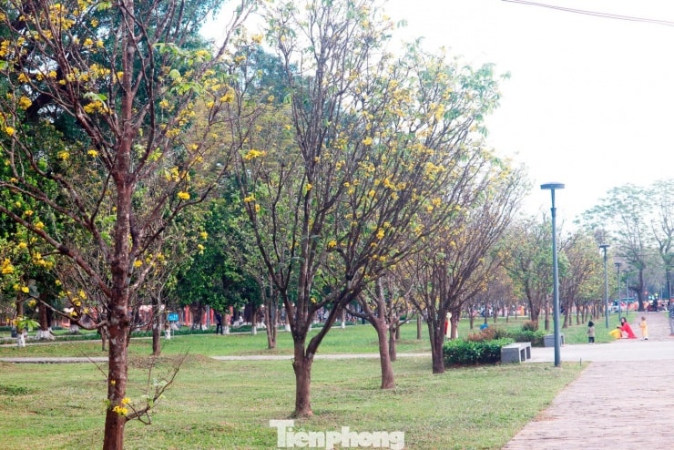 Vườn hoàng mai khoe sắc trước Đại Nội Huế