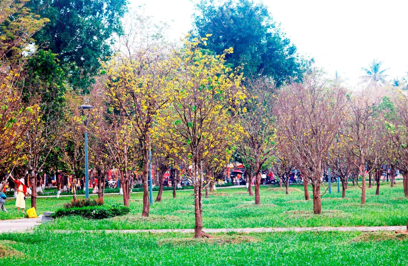 Phong trào Mai vàng trước ngõ tại Huế