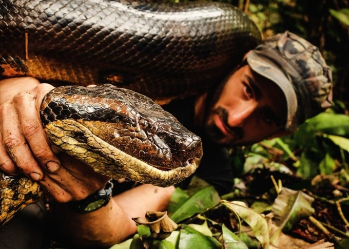 Con trăn anaconda dài gần 6m Paul Rosolie từng đụng độ trong rừng Amazon