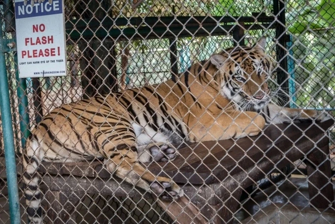 Cá thể hổ tại vườn thú Tiger Kingdom trước khi dịch bệnh bùng phát.