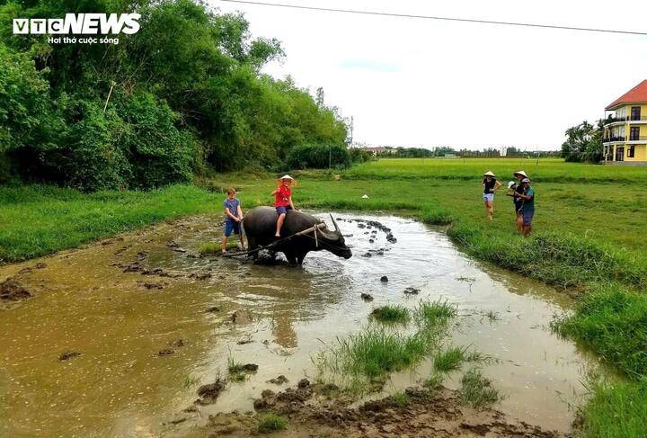 Ngoài tham quan rừng dừa, du khách có thể trải nghiệm cấy lúa, trồng rau, cưỡi trâu hay Một ngày làm nông dân khi đến Cẩm Thanh.