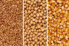 Diễn biến thị trường nông sản Việt Nam trong tháng 2/2026