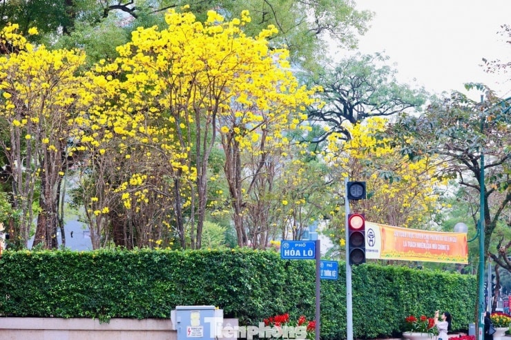 Hoa phong linh nở vàng rực tại khu vực phố Hỏa Lò - Lý Thường Kiệt