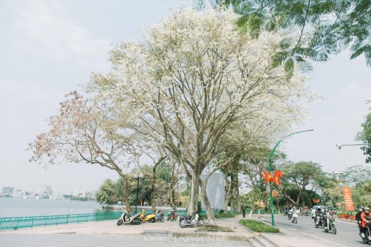 Check-in cùng hoa ban tím trên cung đường di sản Hà Nội