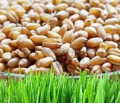 Cánh đồng lúa mì chuẩn bị thu hoạch trong niên vụ 2025/26