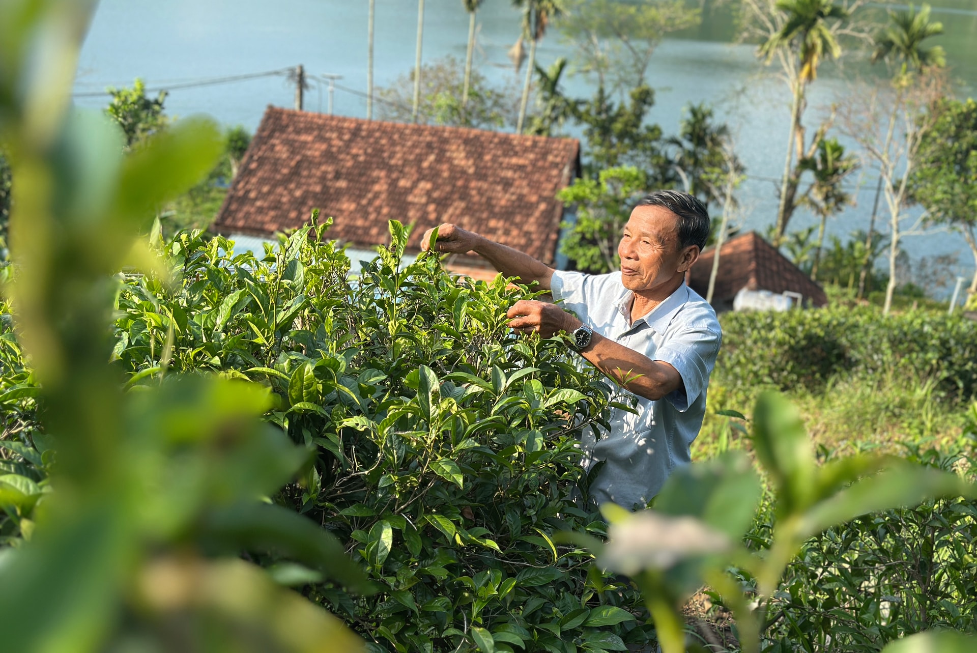 Ông Nguyễn Văn Hùng, Giám đốc Hợp tác xã Chè Đức Phú chăm sóc những cây chè có tuổi đời hàng trăm năm tuổi