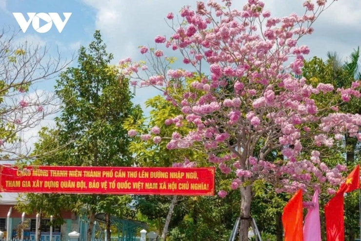 Những cánh hoa kèn hồng rơi trên mặt đường tạo thành thảm hoa lãng mạn.