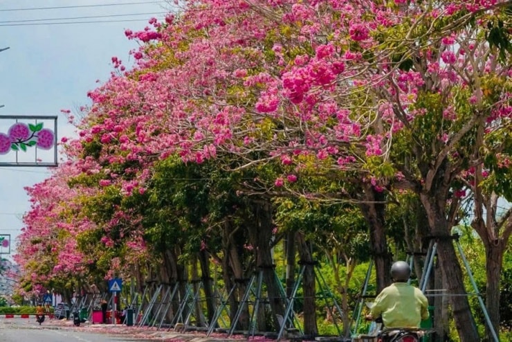 Vẻ đẹp yên bình của cung đường hoa kèn hồng trong nắng sớm.