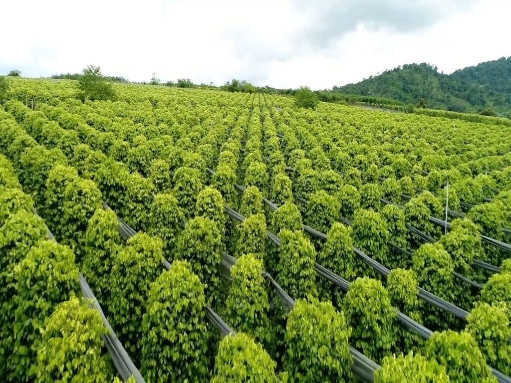 Giá tiêu hôm nay 12/3/2026 giảm nhẹ, cao nhất 146.500 đồng/kg