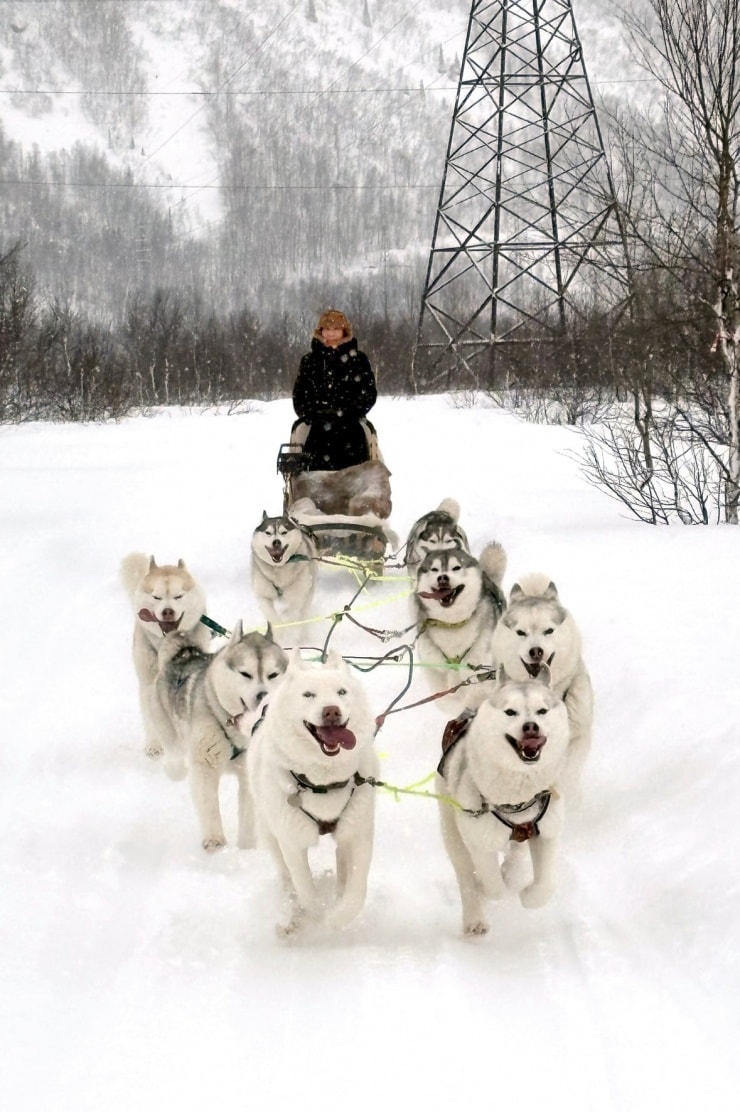 Hoạt động xe kéo bởi đàn chó Siberian Husky tại Nga