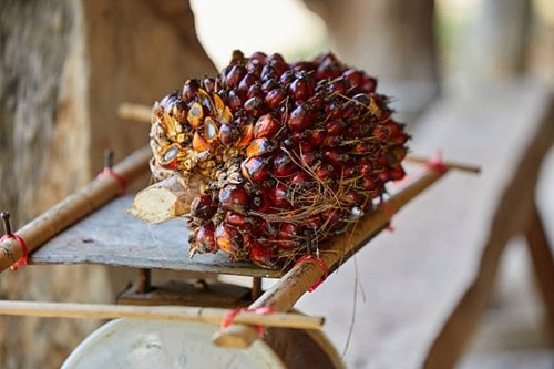 Thị trường dầu thực vật ghi nhận đà tăng trưởng tại các sàn giao dịch lớn
