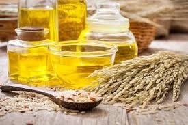 Sản lượng lúa mì và hạt cải dầu của Ấn Độ năm 2026 dự kiến đạt mức kỷ lục