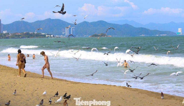 Cánh chim bồ câu tung bay trong gió biển