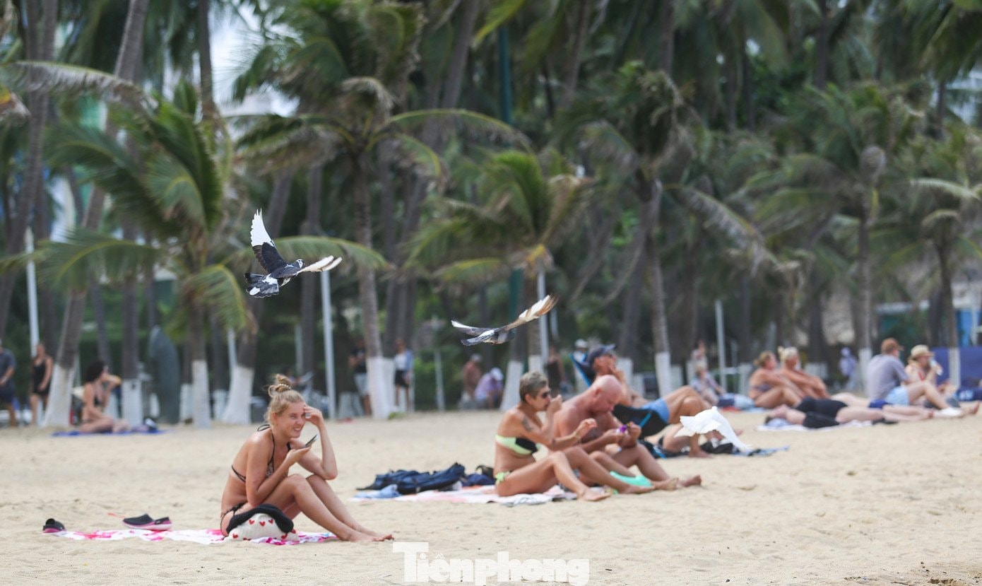 Đàn chim bồ câu tung bay trên bãi cát
