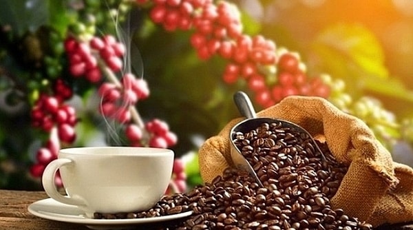 Giá cà phê thế giới giảm mạnh Thị trường cà phê thế giới chịu áp lực giảm mạnh do nguồn cung dự kiến tăng