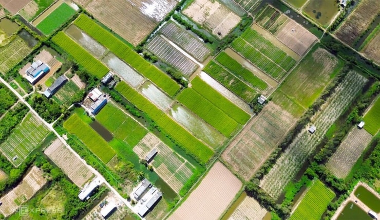 Cánh đồng hoa thì là phủ vàng ven biển Cà Mau