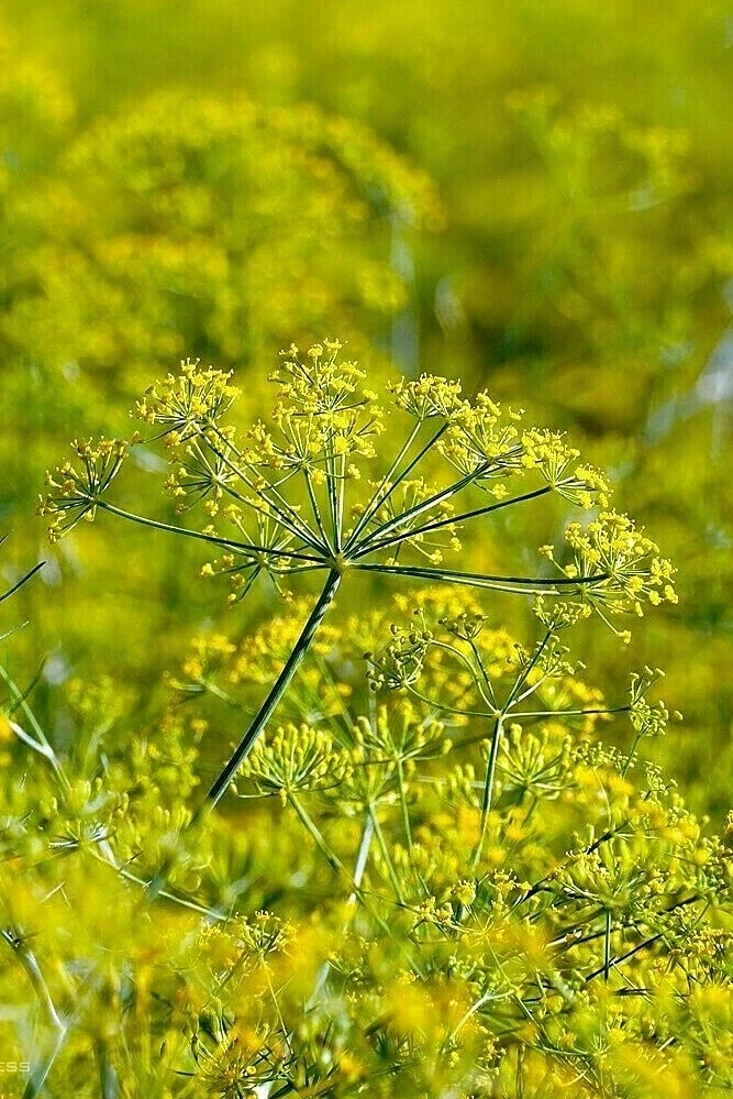 Cận cảnh hoa thì là
