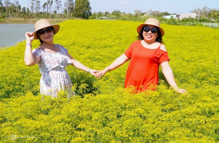 Du khách check-in cánh đồng hoa
