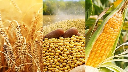Diễn biến giá đậu tương và lúa mì trên sàn giao dịch nông sản