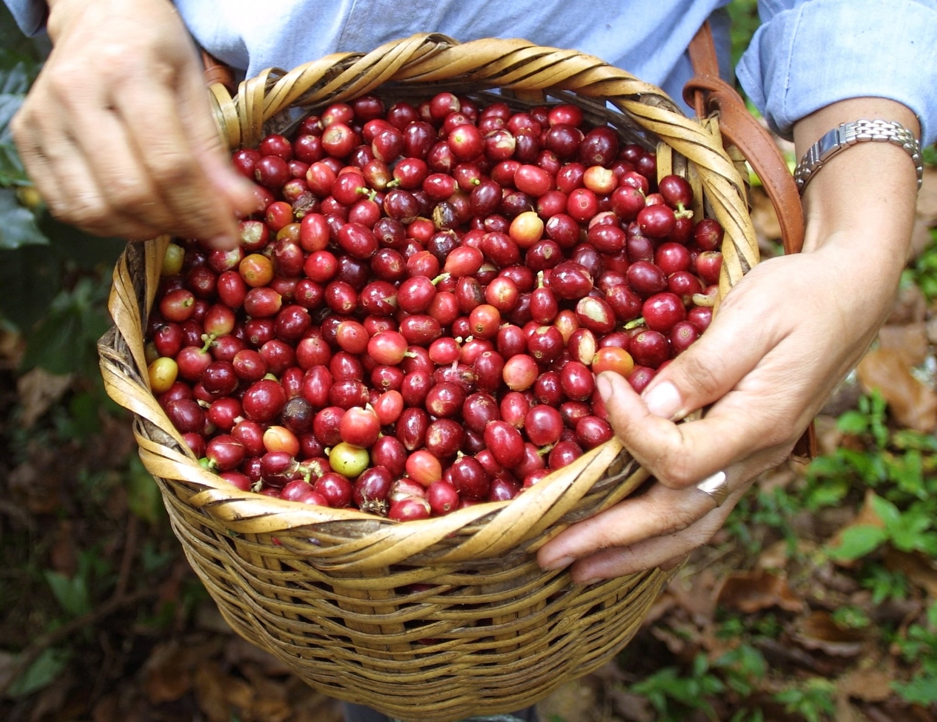 Giá cà phê hôm nay 25/3/2026: Trong nước tăng 500–600 đồng/kg