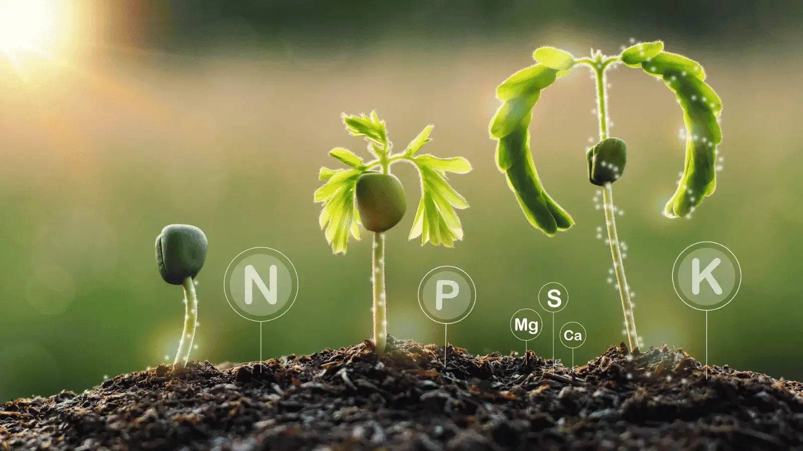Cập nhật giá phân bón hôm nay 26/3/2026 mới nhất