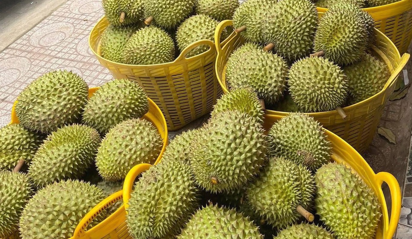 Giá sầu riêng hôm nay 26/3/2026: Sầu riêng trái vụ tăng gần gấp đôi năm trước