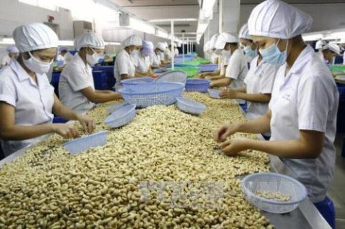 Vườn điều tại Việt Nam chịu tác động từ thời tiết